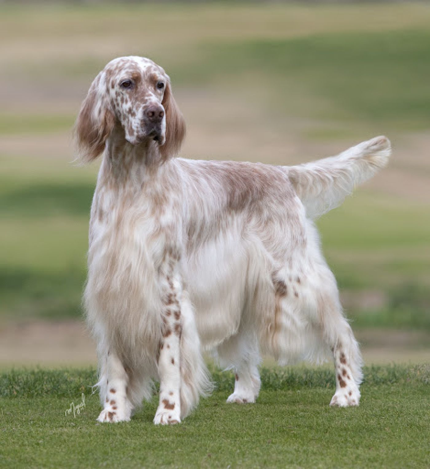 show dogs at a dog show